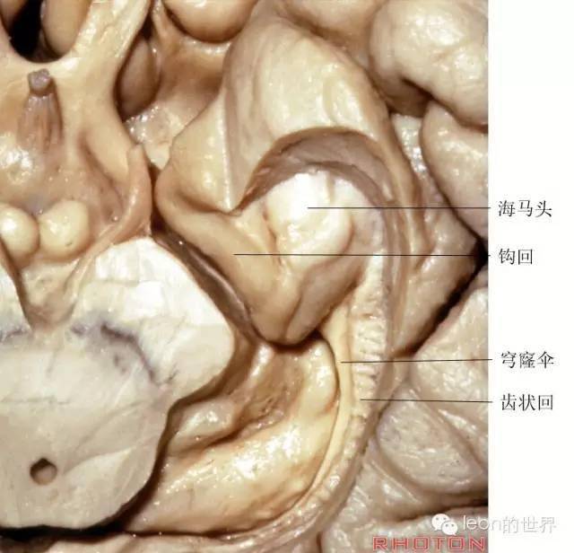 邊緣系統解剖