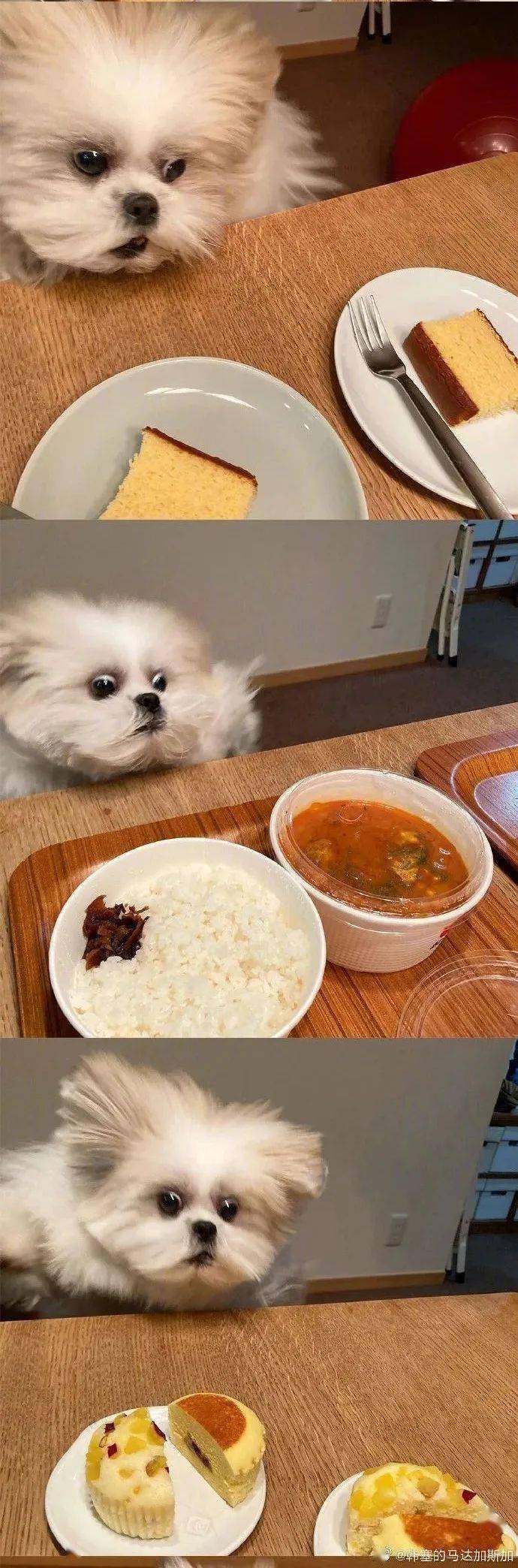 小狗狗干饭实录!跟我一样什么都馋!