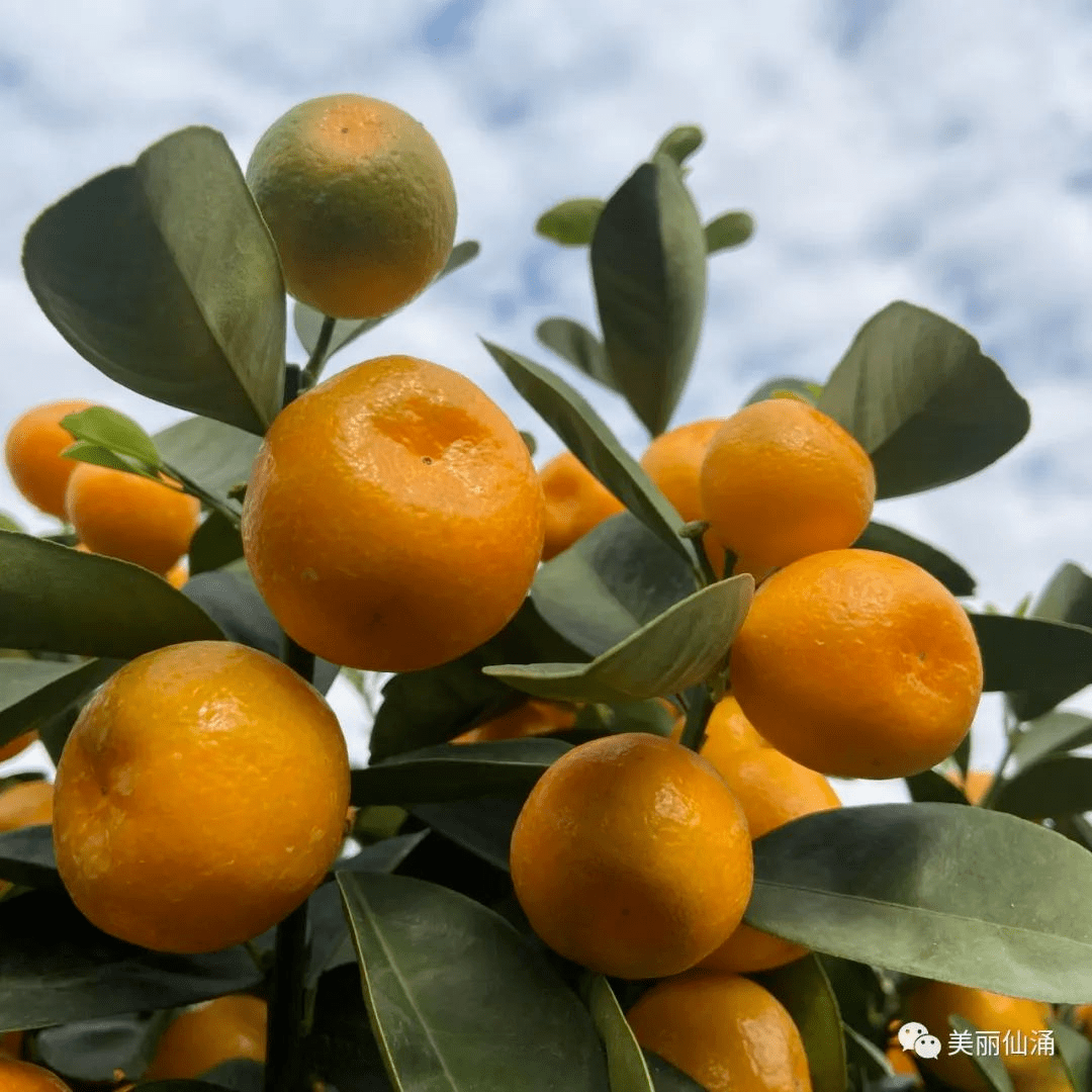 藏不住了陈村7个大型年桔批发基地千万街坊蜂拥而至