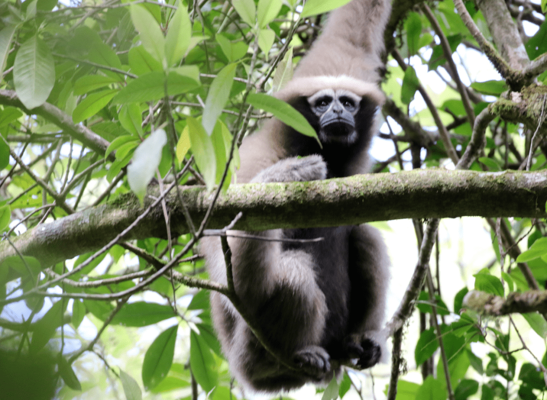 天行长臂猿:觅食睡觉都在树上