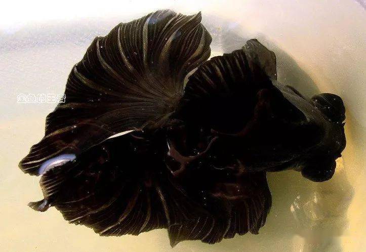 品鉴蝶尾金鱼的起源和尾型辨析