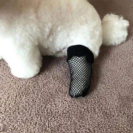 主人拿了个黑丝袜给狗子穿上,结果这一露脚,笑喷了!