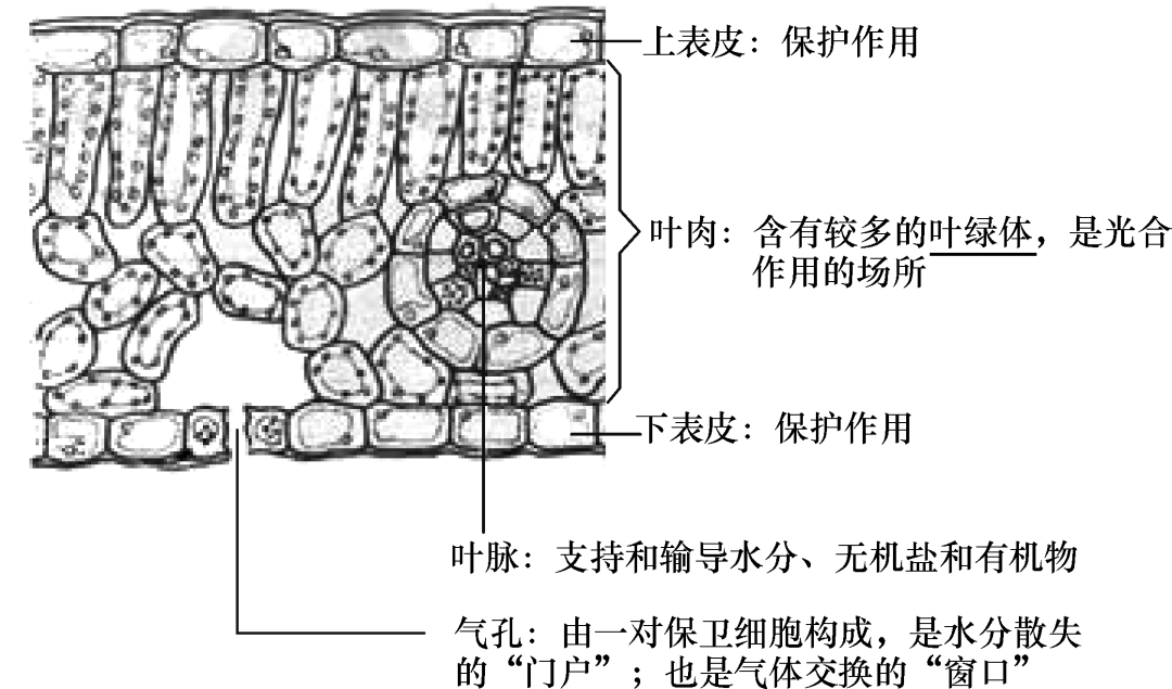 中考生物识图题常用结构示意图汇总,复习必备!