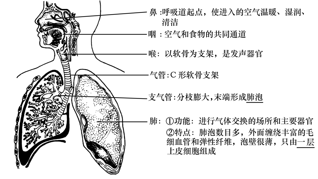 呼吸系统的组成及功能