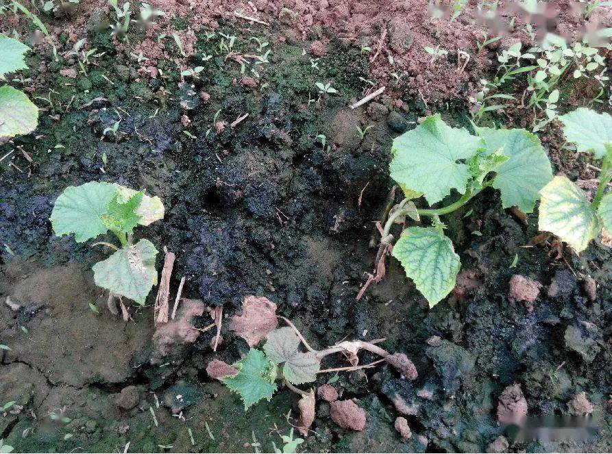 鸡粪有劲,但虫卵过多,易烧根,怎么才能让鸡粪安全无害呢?