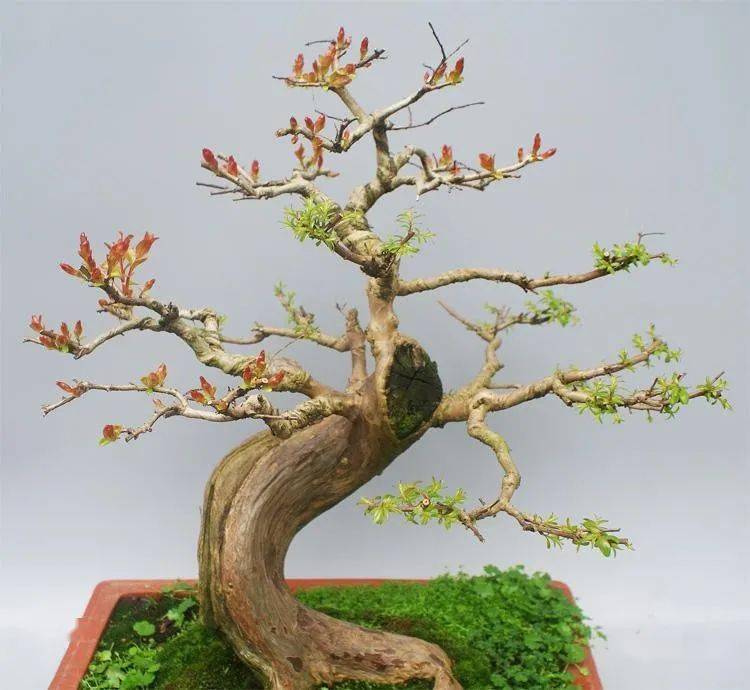 (图文)让紫薇盆景更花更艳