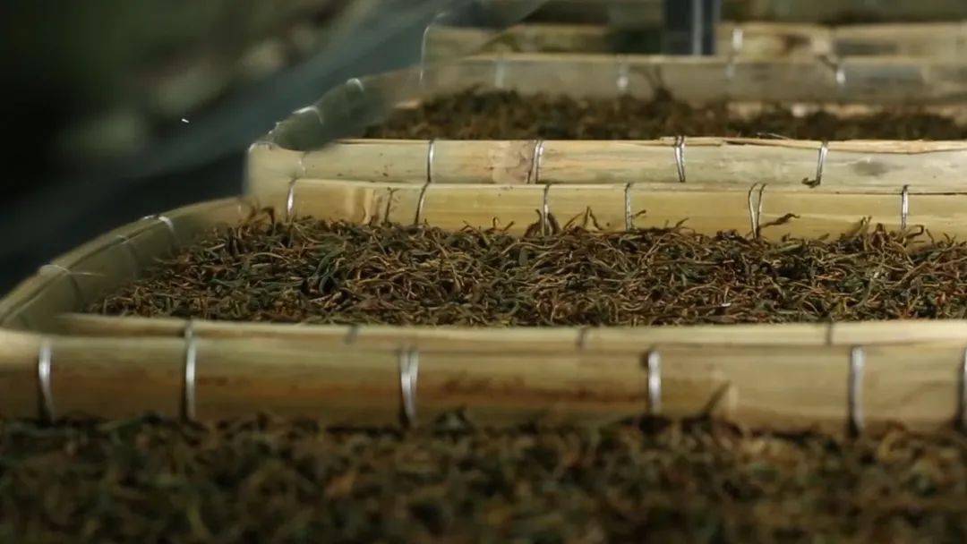 发酵03揉捻02采摘01英德红茶初制工序数字化升级品质2,匠心制作1959年