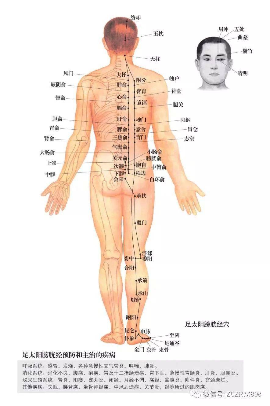 身体部位主要有哪些表示身体部位的词语有哪些 自媒体热点