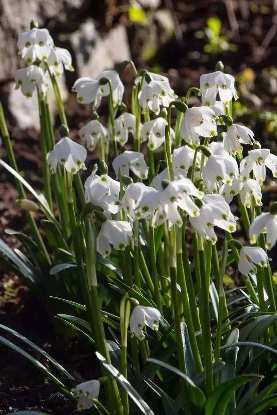 素材一组雪莲花照片素材欣赏
