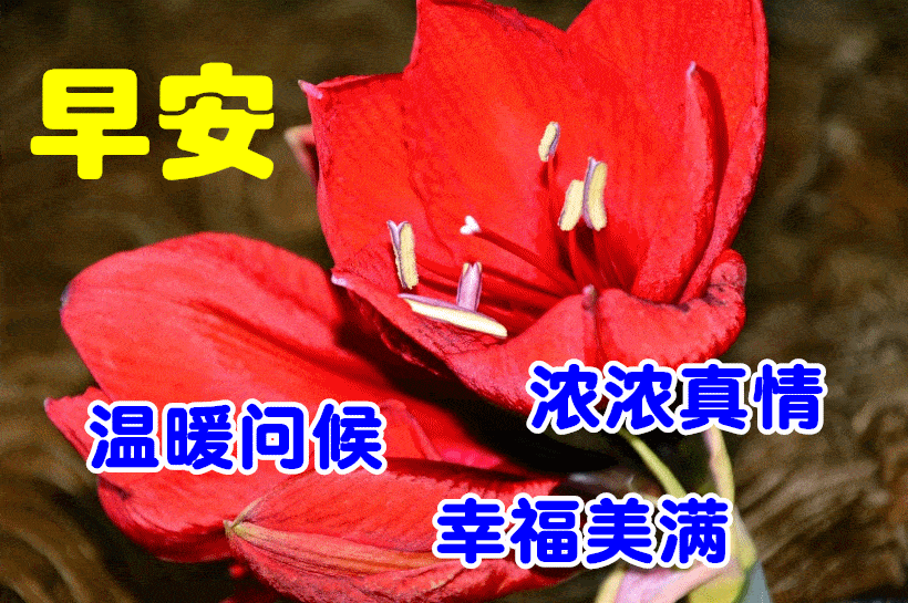早上好问候美图早安问候语句