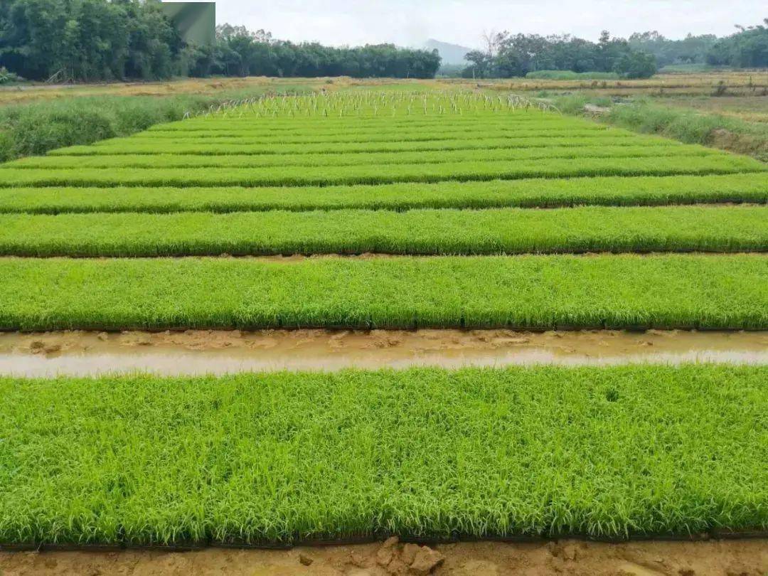 无为一地黑米滞销,有关部门回应