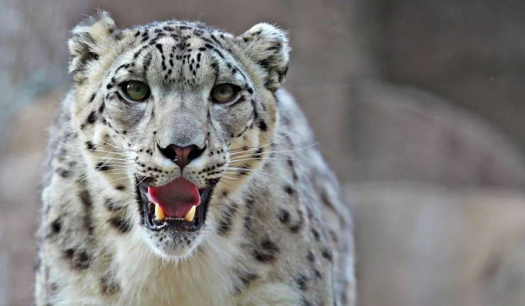 中亚各国人均gdp_中亚牧羊犬(3)