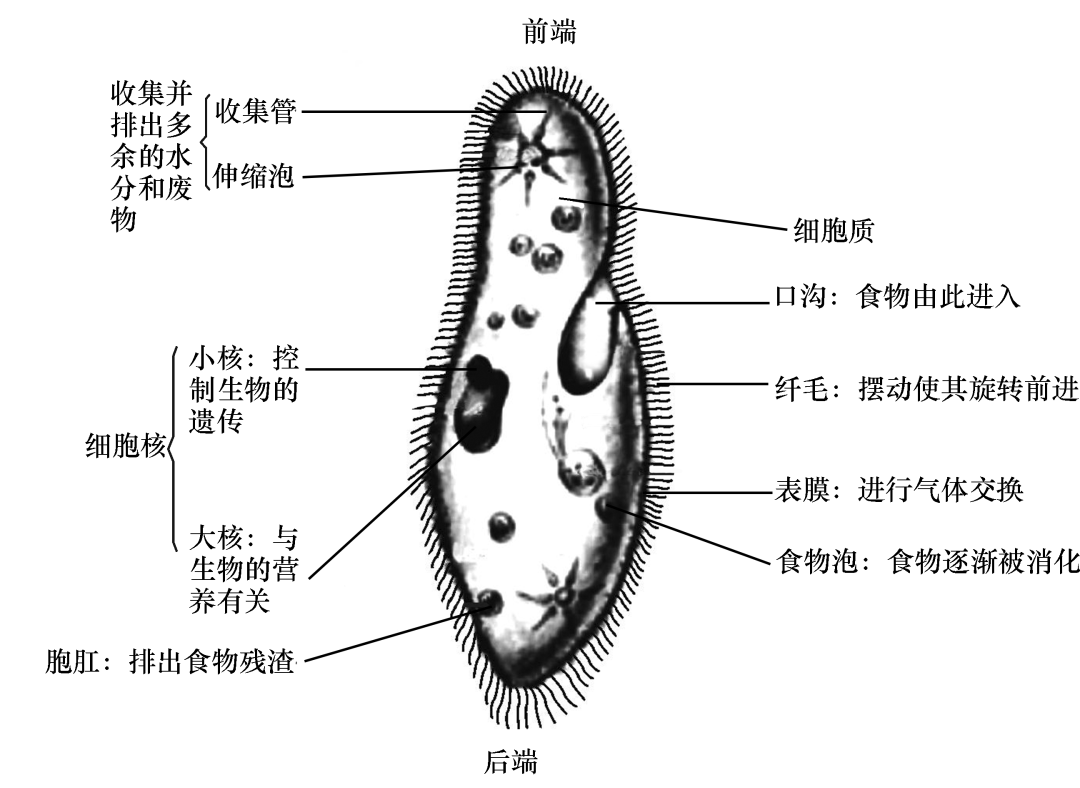 中考生物识图题常用结构示意图汇总复习必备