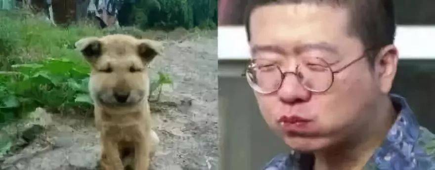 楊丞琳曬出一張照片引起全網爆笑：這是李榮浩的娃嗎？哈哈哈哈哈！ 萌趣萌寵 第33张