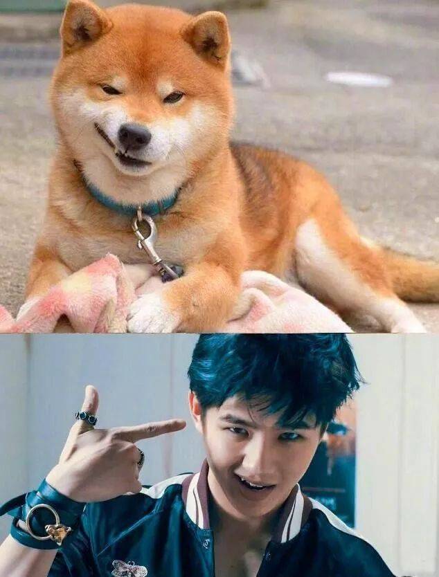 楊丞琳曬出一張照片引起全網爆笑：這是李榮浩的娃嗎？哈哈哈哈哈！ 萌趣萌寵 第30张