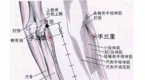 位置:位于肘横纹中,肱二头肌腱桡侧凹陷处.