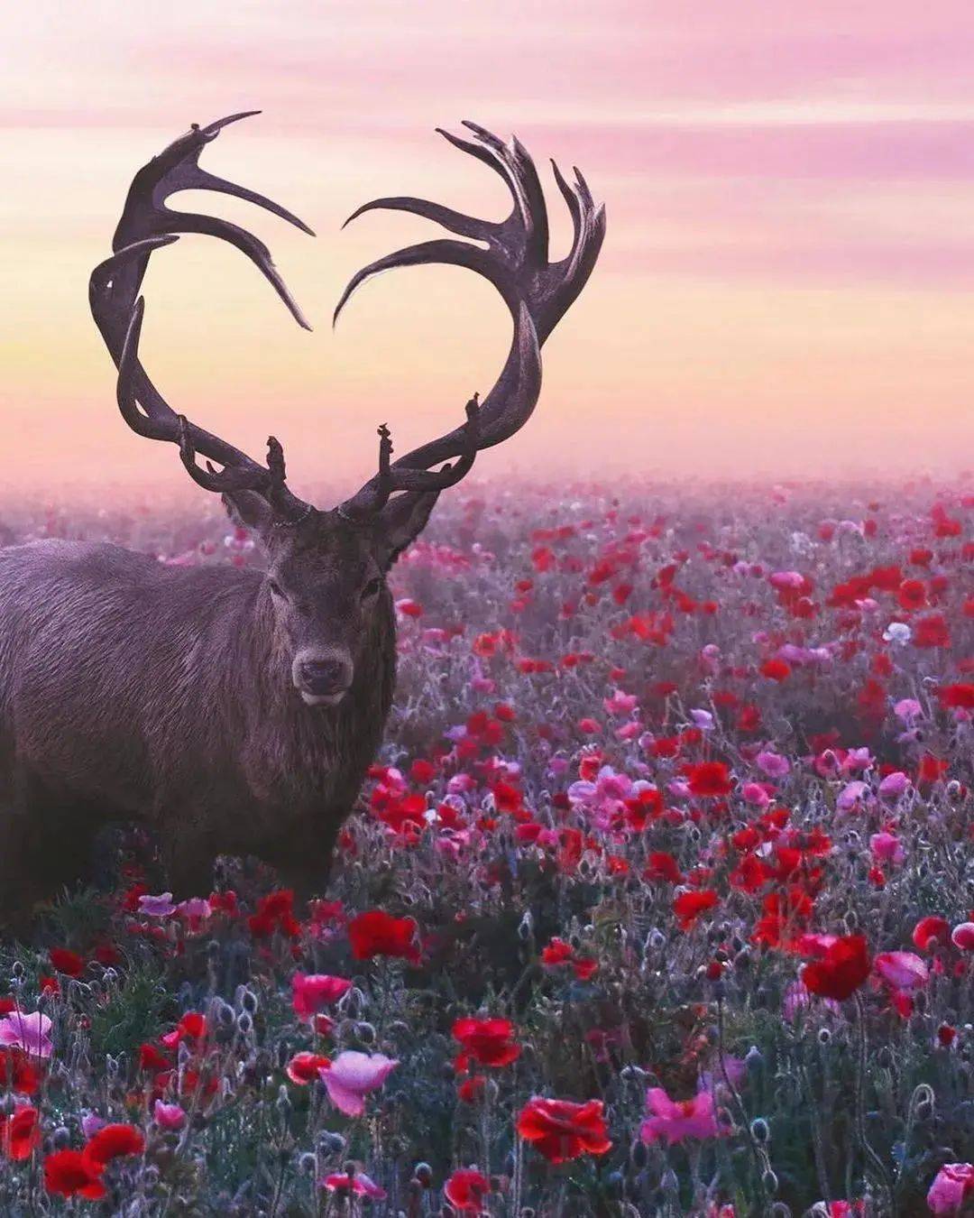 砚外之艺摄影作品鹿