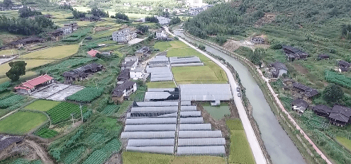 走进农家土鸡的世界：传统与现代的完美融合