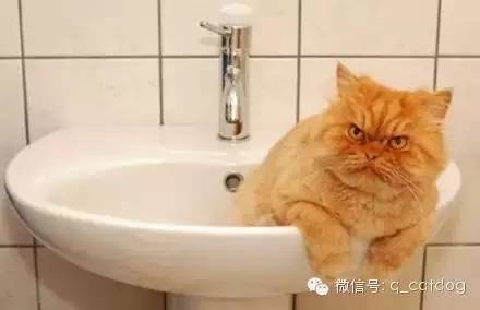 寵物店剩一隻貓賣不出去，貓咪一臉殺氣，貓：我看哪個敢買老子！ 萌趣萌寵 第11张