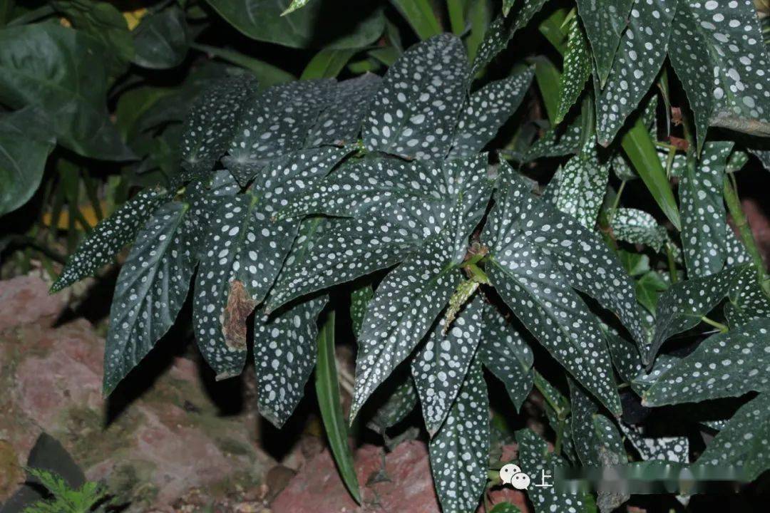 银杏叶为什么会变黄?神奇的斑叶植物了解一下