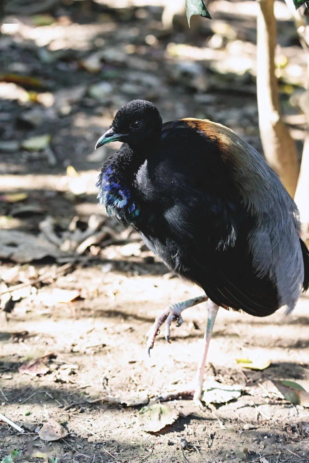 的雏鸟 摄于2020年野生的喇叭鸟对于当地的生态系统有非常重要的作用