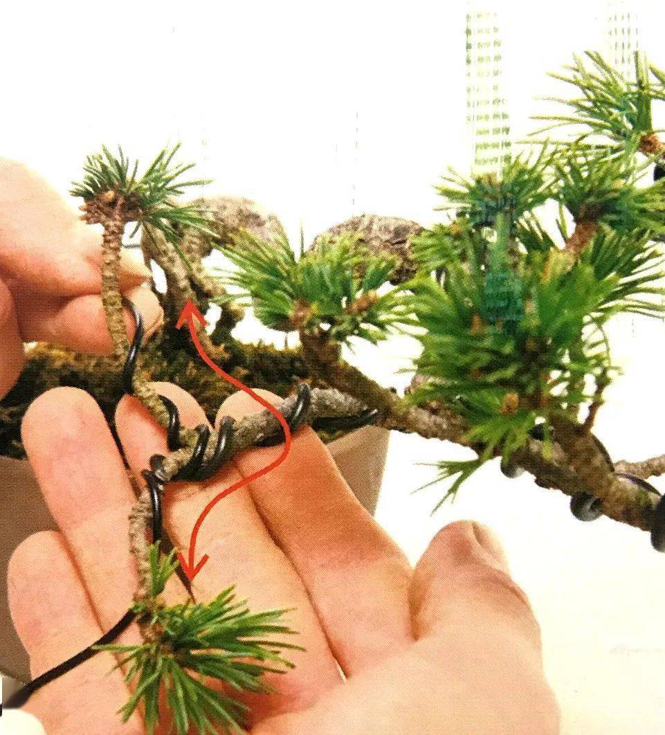 悬崖型盆景制作方法一根金属丝让你见识什么叫化腐朽为神奇