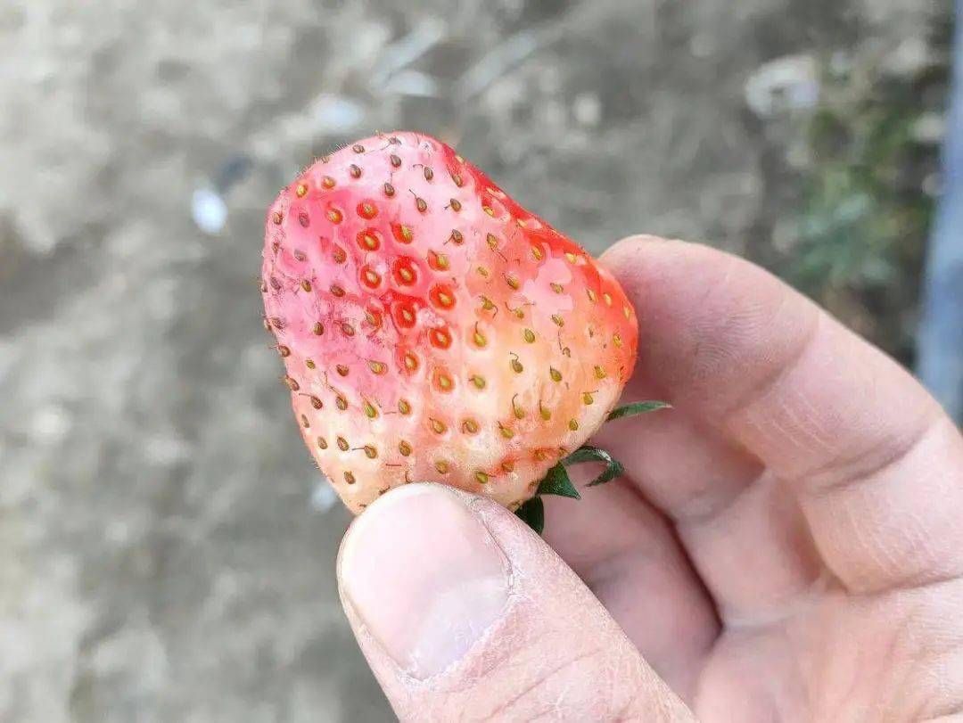 草莓着色不良果实偏软原因何在又该如何避免