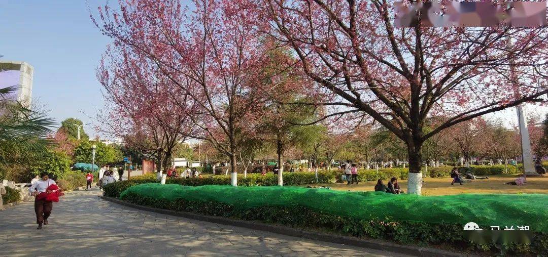 美美美安平广场的樱花开了赏樱正当时