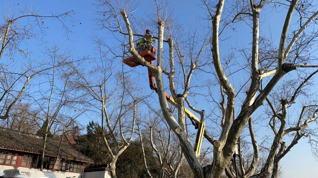 迎亚运 建设美丽杭州丨提升颜值,减少飞絮,北山街悬铃木再迎精修