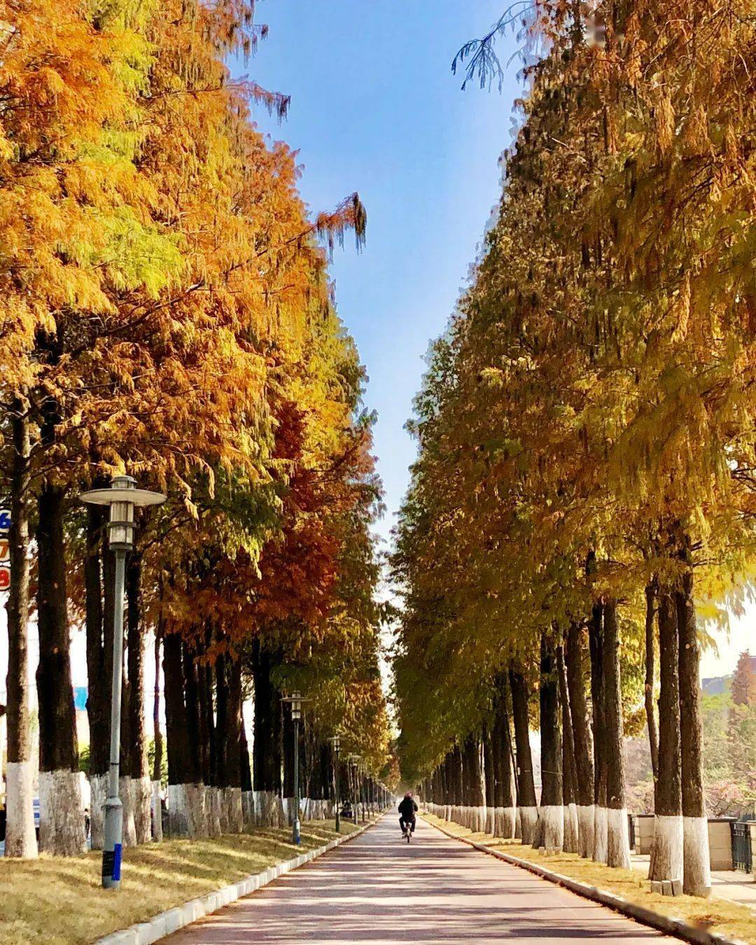 醉红森系大片 | 伦教落羽杉红了,满眼皆是冬日浪漫