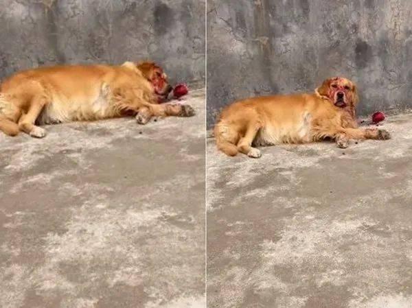 大金毛满脸鲜血躺路边喘息.可下一秒,网友集体爆笑:还我眼泪!