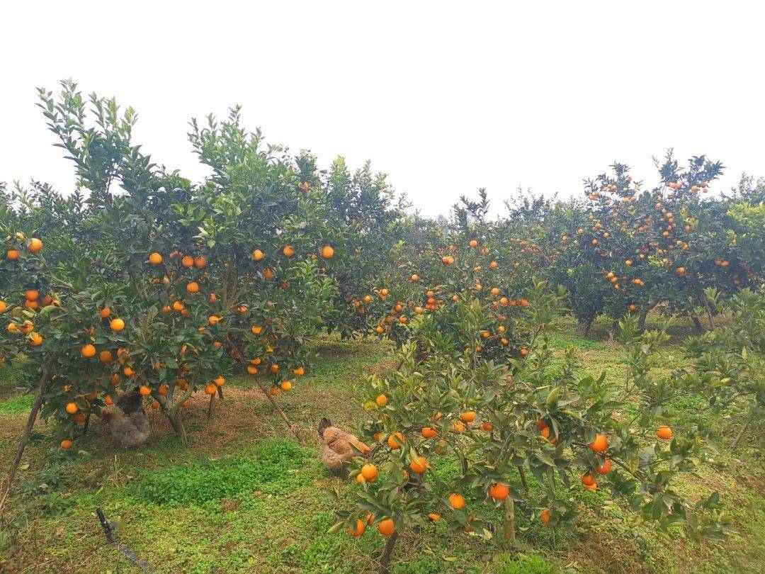 长寿血橙采摘基地图片