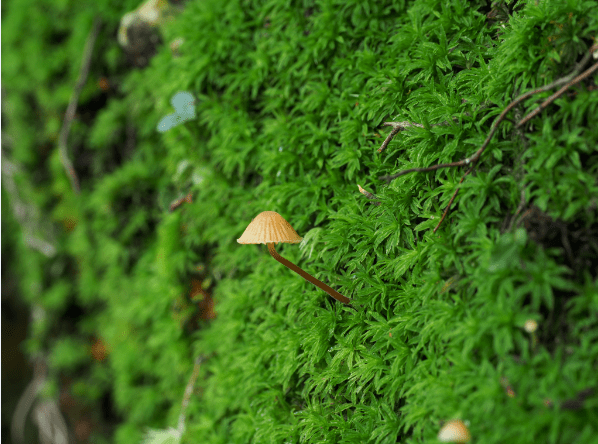 丽水发现两栖动物新物种,他有个响亮的名字——百山祖角蟾_生物