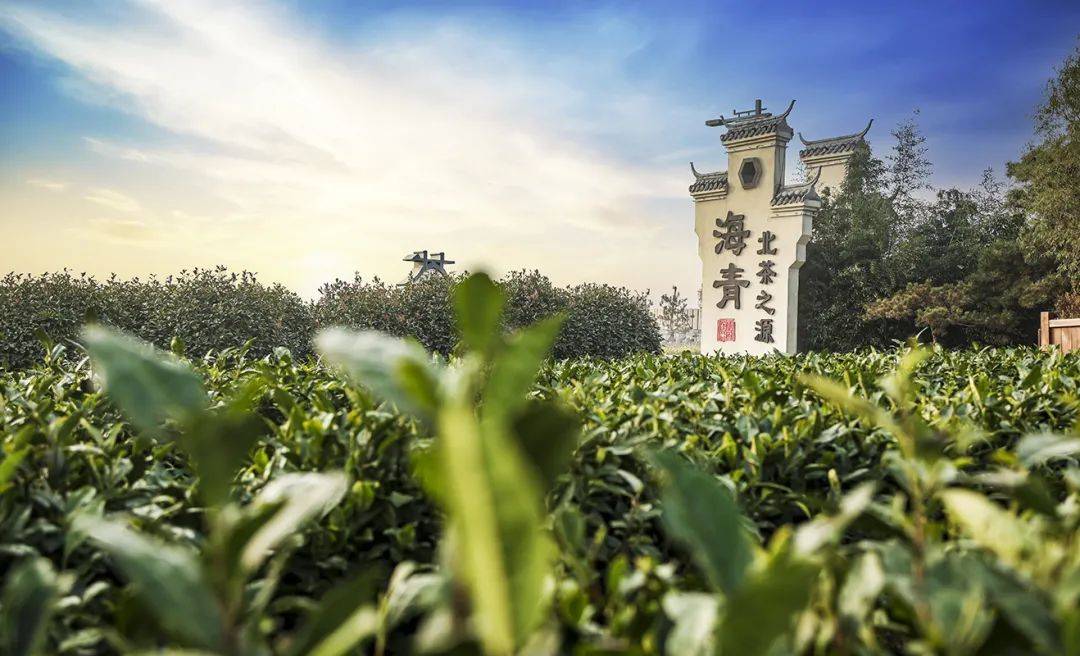 一杯海青茶,静享冬日慵懒时光!_汤沸火