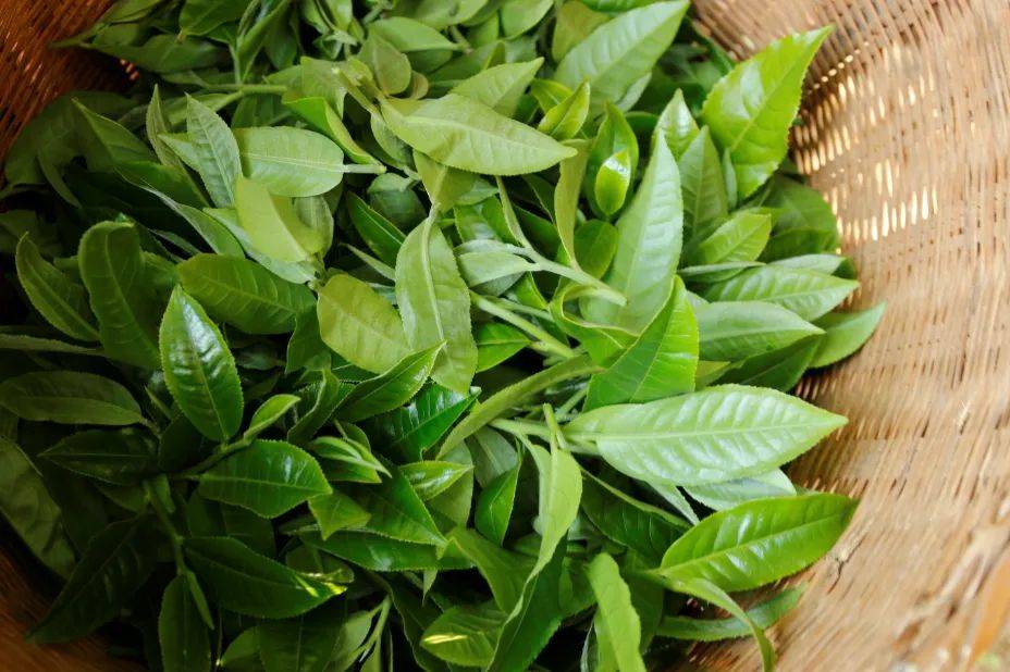 荣获茶中"金奖" ,云南秘境陈年古树普洱茶.