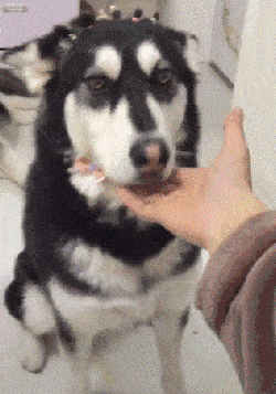 250_357竖版 竖屏gif 动态图 动图