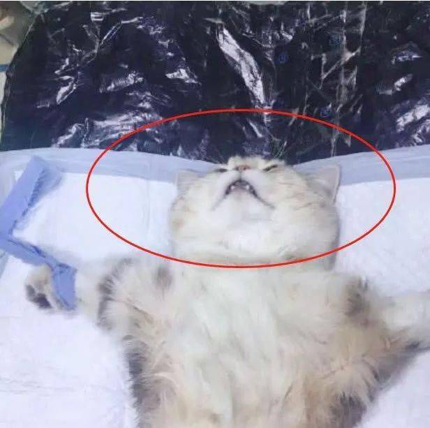 主人带小短腿猫咪做绝育手术猫咪那一脸生无可恋的样子铲屎官顿时就笑