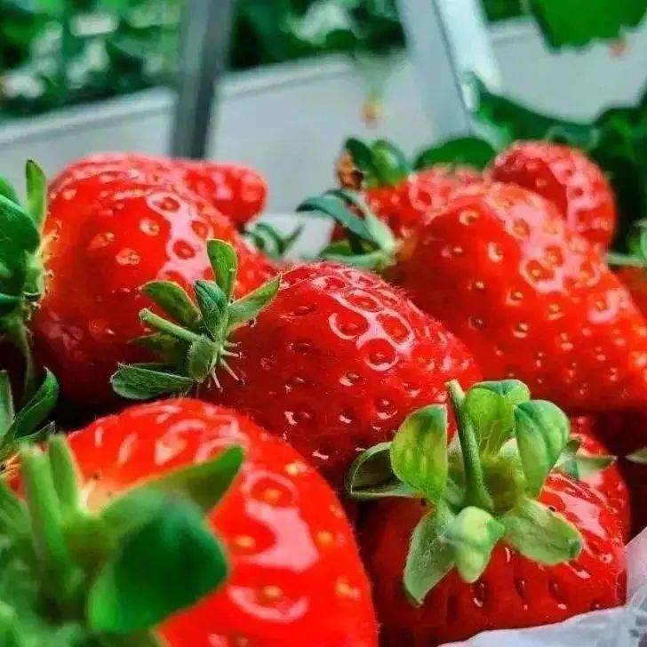 草莓是什么时候开叶 8f5224b3ed1d464c8b5e7f1f396ec3a7.jpeg