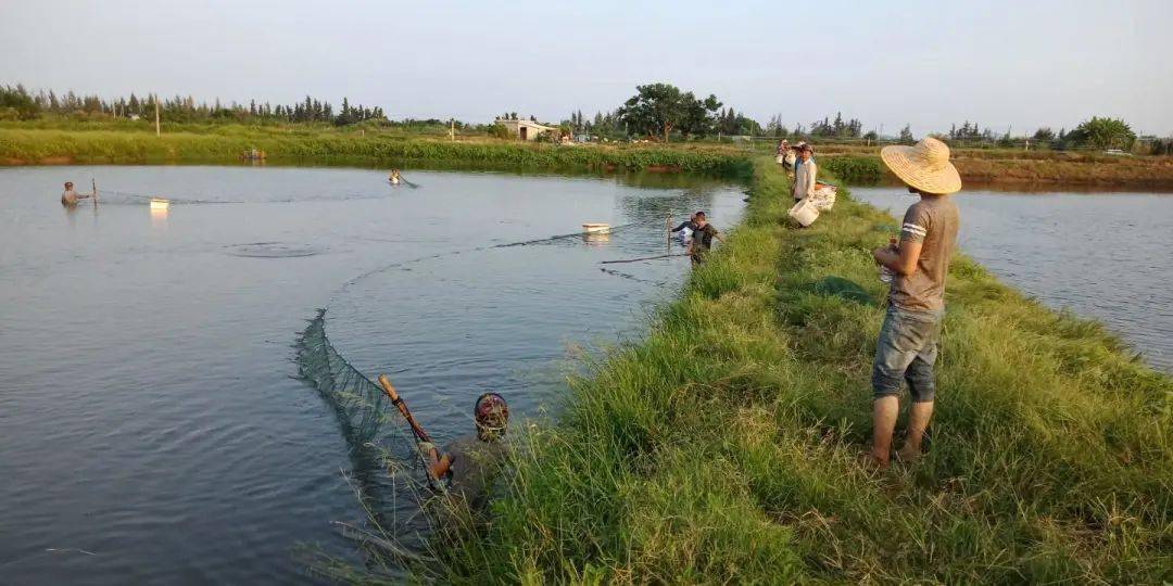 鱼虾混养绝没有你想的那么简单这里的混养模式亩收益两三千块