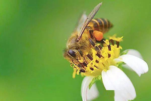 在家养蜜蜂会影响风水吗 在家养蜜蜂会影响风水吗视频