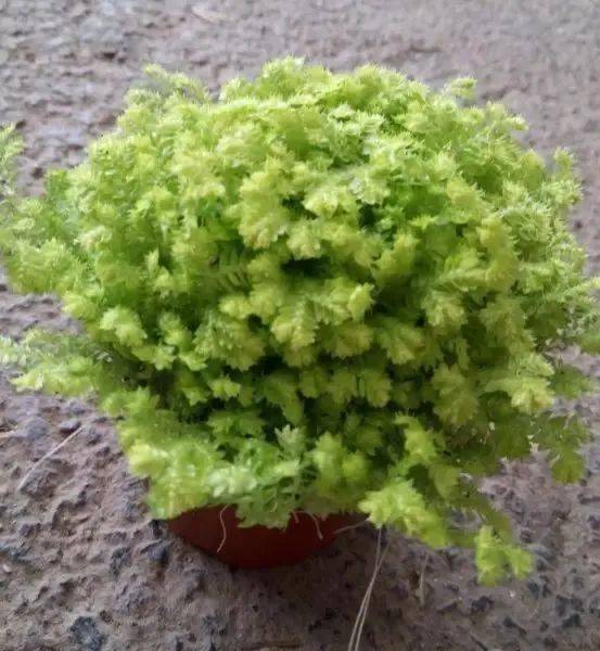 金星珊瑚蕨 ▲金丝雀珊瑚蕨 【同属品种】 1,绿地珊瑚蕨