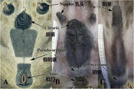 掏肛哥斑鬣狗为自己正名