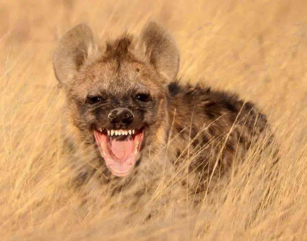非洲二哥鬣狗 拼音图片