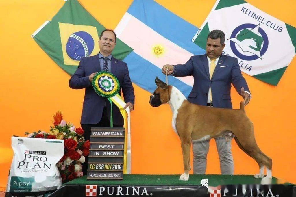 名犬排行榜小型犬_神奇男孩,拳师犬inca喜获年度犬种排行一