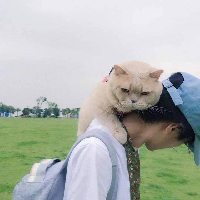 高清情侣头像抱着猫咪图片