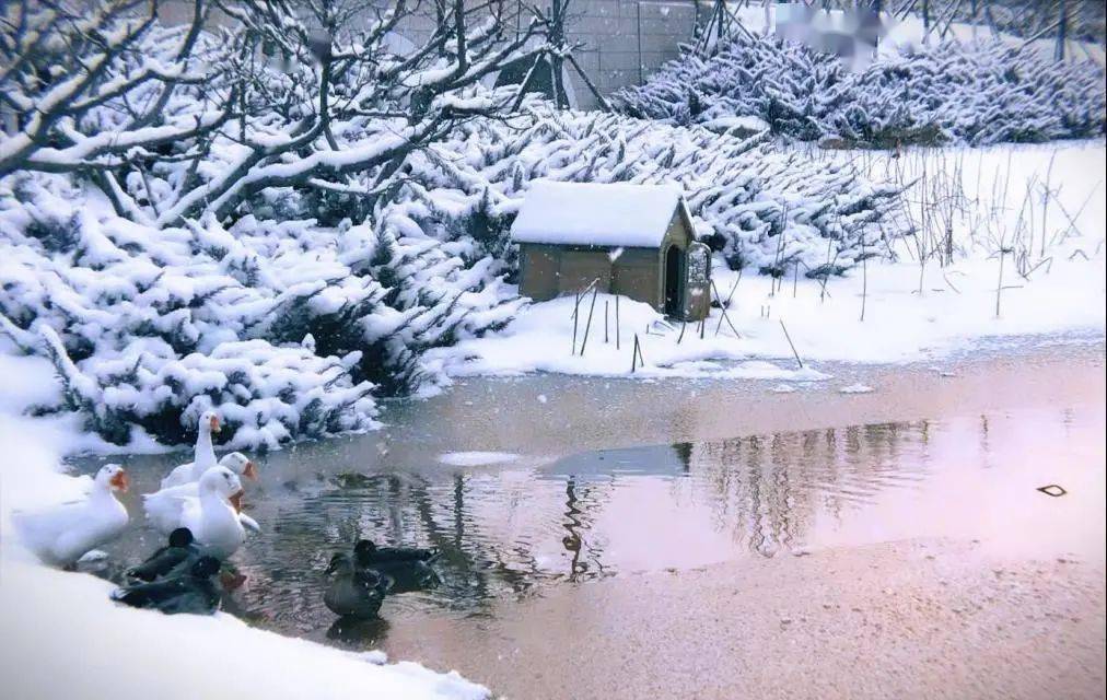 昨日初雪校園雪景圖上新啦