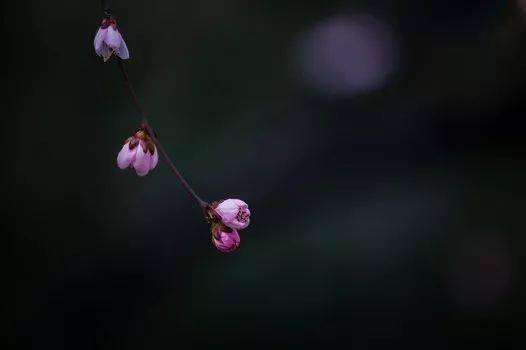 风姿花传简谱_风姿花传c调简谱(2)