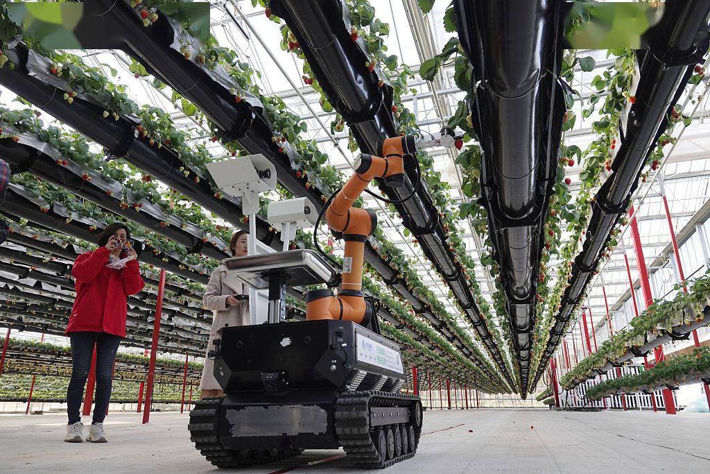 机器人"杨小莓"(智能化草莓采摘机器人)通过两个智能摄像头识别颜色