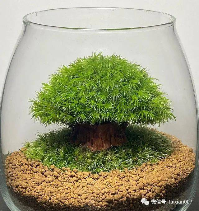 苔藓缸：自然之美在方寸之间