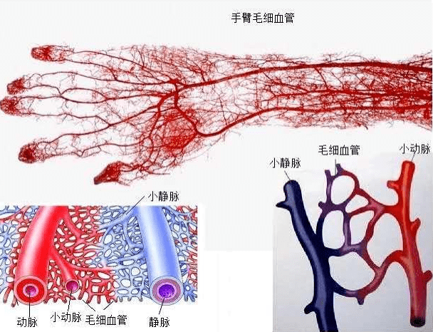 组织细胞毛细血管图片